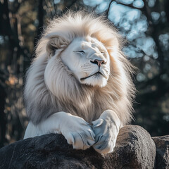 Majestic white lion resting on rock under natural daylight in the wild
