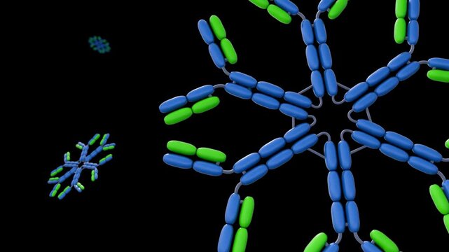 A 3D animation of the IgM hexamer, an antibody form secreted by B cells and critical to the early immune response.	