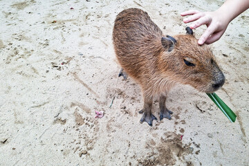 Gentle Capybara Being Petted By A Human Hand While Eating A Green Stalk Of Grass Outdoors