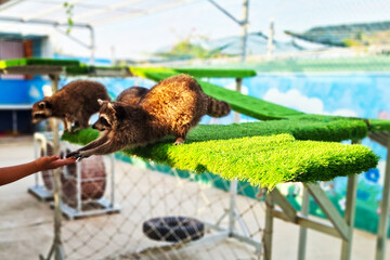 Naklejka premium Two Adorable Lemurs Reaching Out To Be Fed By A Human Hand On A Green Artificial Grass Platform