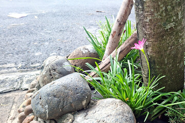 A Delicate Pink Flower Blooms Amongst Lush Green Foliage And Weathered Rocks Near A Tree Trunk With A Blurred Background