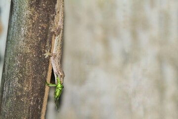 a common lizard bites a grasshopper