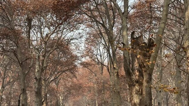 Autumn in Kashmir with vibrant red Chinar leaves and chinar big trees across Naseem Bagh in Hazratbal Dargah showcasing the beauty of Srinagar destination in Jammu and Kashmir. Clip 75