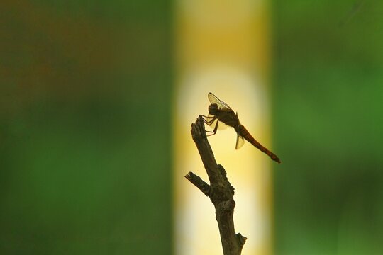 silhouette of a dragonfly against a yellow background - Powered by Adobe