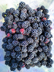 many ripe black blackberries