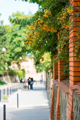 A plant with yellow berries grows behind a fence on a city street