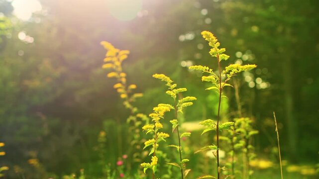 Goldenrod yellow wildflower solidago plant bloom blossom flower at Spruce Knob at sunset with sunny warm sunlight in West Virginia