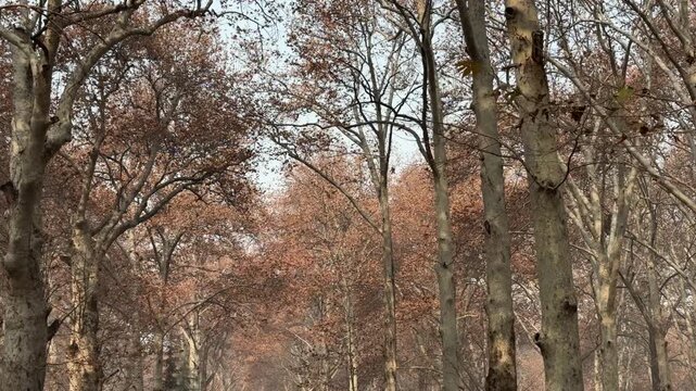 Autumn in Kashmir with vibrant red Chinar leaves and chinar big trees across Naseem Bagh in Hazratbal Dargah showcasing the beauty of Srinagar destination in Jammu and Kashmir. Clip 76