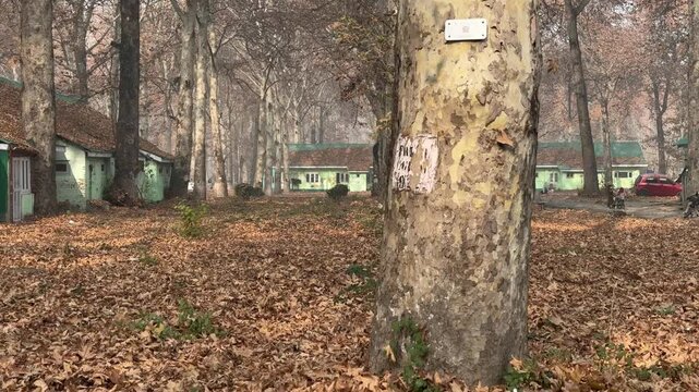Autumn in Kashmir with vibrant red Chinar leaves and chinar big trees across Naseem Bagh in Hazratbal Dargah showcasing the beauty of Srinagar destination in Jammu and Kashmir. Clip 124