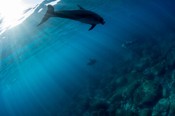 Sunbeams and wild dolphins swimming near the surface
