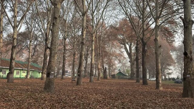 Autumn in Kashmir with vibrant red Chinar leaves and chinar big trees across Naseem Bagh in Hazratbal Dargah showcasing the beauty of Srinagar destination in Jammu and Kashmir. Clip 80
