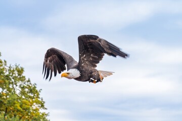 eagle in motion, focused eagle in flight with detailed feathers and blurred forest background