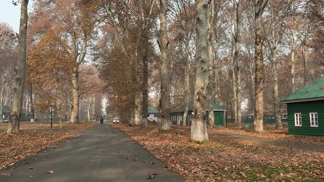 Autumn in Kashmir with vibrant red Chinar leaves and chinar big trees across Naseem Bagh in Hazratbal Dargah showcasing the beauty of Srinagar destination in Jammu and Kashmir. Clip 83