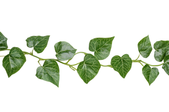 PNG Green leaves frame border leaf background plant.
