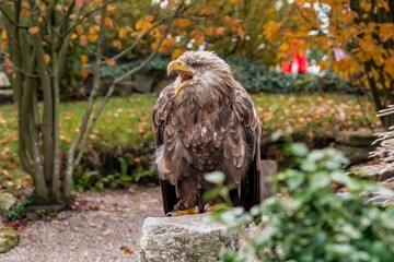 rescued eagle resting amid autumn foliage, serene eagle seated on stump with nature background