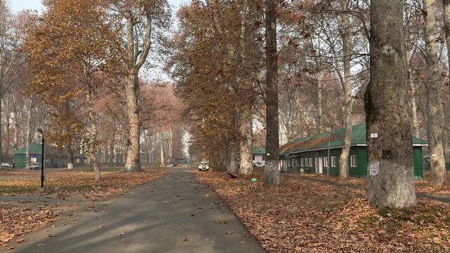Autumn in Kashmir with vibrant red Chinar leaves and chinar big trees across Naseem Bagh in Hazratbal Dargah showcasing the beauty of Srinagar destination in Jammu and Kashmir. Clip 84