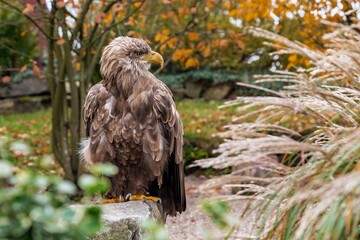 autumn scenery with vigilant bird, calm bird on stump surrounded by vibrant seasonal landscape elements