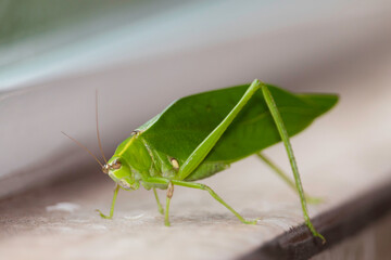grasshopper at side of the window of the house