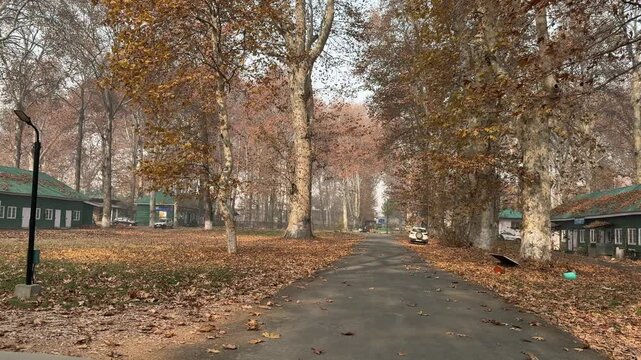 Autumn in Kashmir with vibrant red Chinar leaves and chinar big trees across Naseem Bagh in Hazratbal Dargah showcasing the beauty of Srinagar destination in Jammu and Kashmir. Clip 85