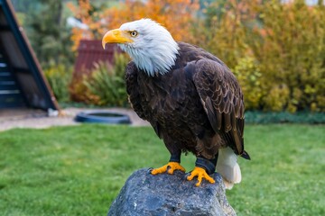 bird poised for prey against vibrant foliage, sharpeyed bird ready to strike with colorful background