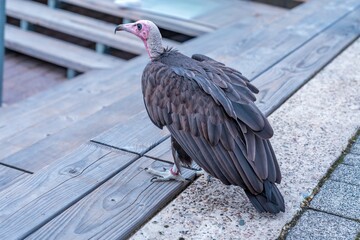 solitary bird scans waterfront for leftovers, lone scavenger observes harbor at twilight for food