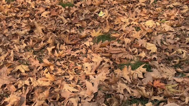Autumn in Kashmir with vibrant red Chinar leaves and chinar big trees across Naseem Bagh in Hazratbal Dargah showcasing the beauty of Srinagar destination in Jammu and Kashmir. Clip 126