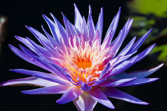 Foxfire water lily, Naples, Florida