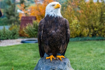 majestic eagle observation, closeup of proud eagle with autumn foliage background emphasizing strength