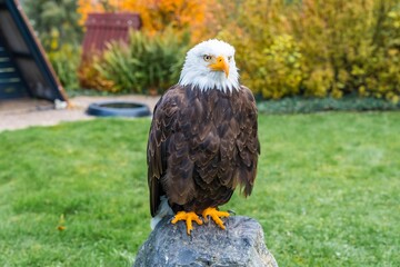 eagle seated calmly amid nature, serene eagle perched on stone with lush fall foliage nearby