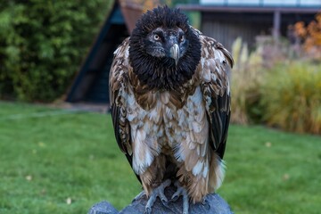 vivid depiction of small raptor, erect avian figure with lively expression and gentle plumage