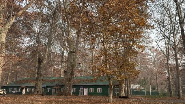 Autumn in Kashmir with vibrant red Chinar leaves and chinar big trees across Naseem Bagh in Hazratbal Dargah showcasing the beauty of Srinagar destination in Jammu and Kashmir. Clip 89