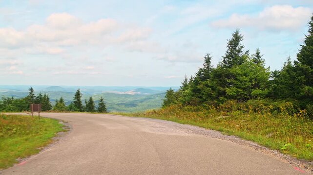 Spruce Knob mountain ridge forest point of view car driving shot on spruce pine forest, wild fireweed flower wildflowers in West Virginia