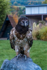 bird of prey with unwavering gaze near house, predatory bird sitting calmly on stone by home