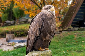 bird rests peacefully, calm natural environment capturing majestic bird among colorful autumn leaves