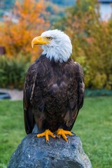 golden light bathes regal bird profile, autumnal background with striking eagle profile in soft focus