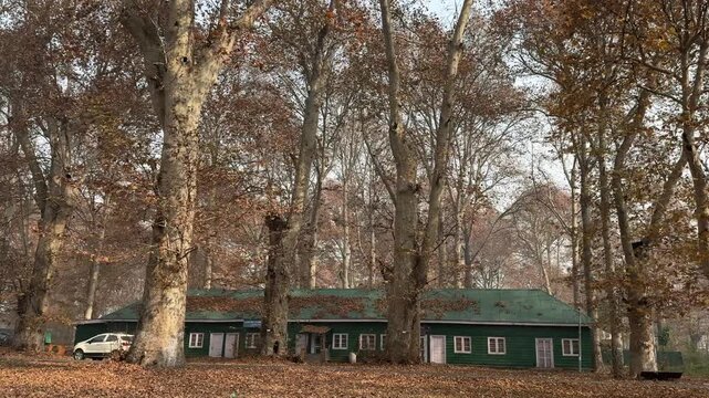 Autumn in Kashmir with vibrant red Chinar leaves and chinar big trees across Naseem Bagh in Hazratbal Dargah showcasing the beauty of Srinagar destination in Jammu and Kashmir. Clip 90