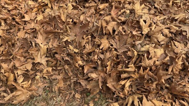 Autumn in Kashmir with vibrant red Chinar leaves and chinar big trees across Naseem Bagh in Hazratbal Dargah showcasing the beauty of Srinagar destination in Jammu and Kashmir. Clip 91
