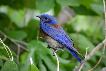 Western bluebird on a branch in Colorado