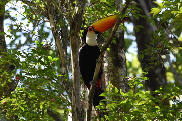 Fototapeta premium Brazilian toucan