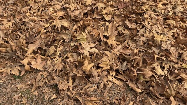 Autumn in Kashmir with vibrant red Chinar leaves and chinar big trees across Naseem Bagh in Hazratbal Dargah showcasing the beauty of Srinagar destination in Jammu and Kashmir. Clip 93
