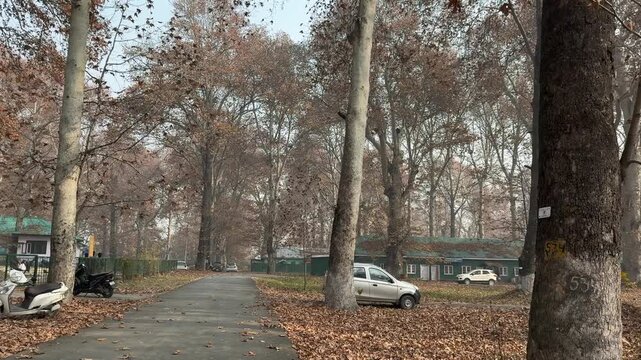 Autumn in Kashmir with vibrant red Chinar leaves and chinar big trees across Naseem Bagh in Hazratbal Dargah showcasing the beauty of Srinagar destination in Jammu and Kashmir. Clip 96