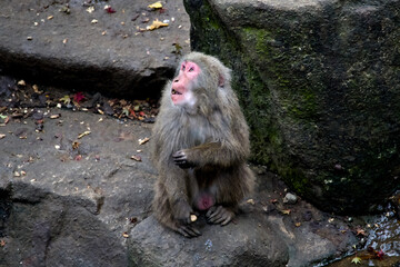 食べ物を掴んで空を見るニホンザル