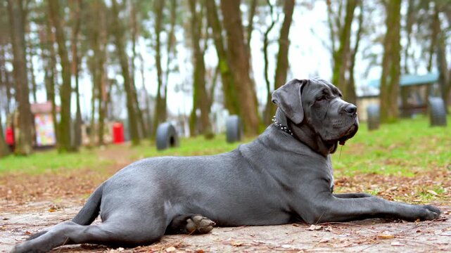 Adorable Two-Month-Old Cane Corso Puppy Portrait