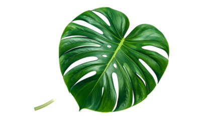 A vibrant, detailed illustration of a lush, split-leaf philodendron leaf on black