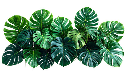 Lush, dark-green Monstera deliciosa leaves arranged densely, isolated on black