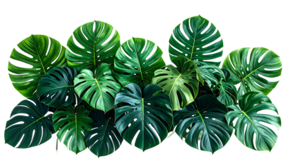 Lush, dark-green Monstera deliciosa leaves arranged densely, isolated on black