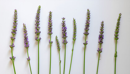 Lavender stem purple flower floral background herb sprig minimal composition white backdrop row of lavender stems arranged neatly minimalist flatlay with delicate purple blooms and green stems