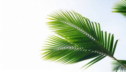 Green palm leaf closeup sunlight tropical frond foliage nature plant leaf summer sky clean minimal