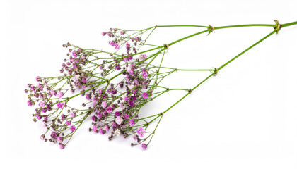 Pink baby breath branch with delicate tiny blossoms and green stems arranged on white background evoking gentle romantic mood