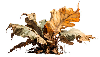 A cluster of large, decaying leaves, displaying various shades of brown and tan